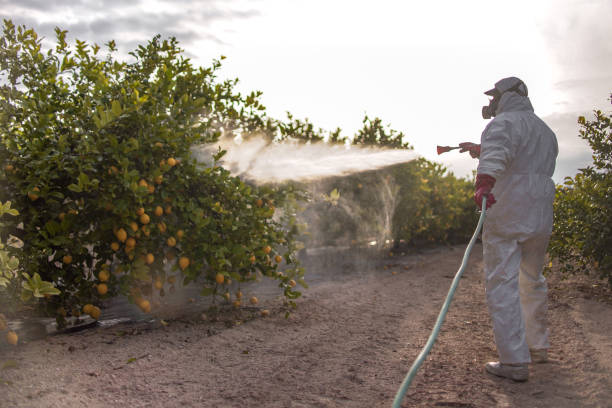 Best Termite Control Services  in Lynchburg, VA