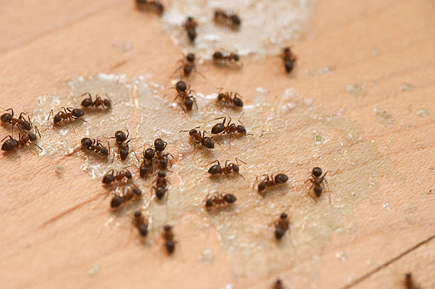 Best Best Pest Control Near Me  in Lynchburg, VA